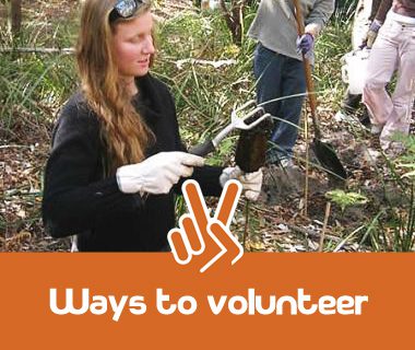 Ways to Volunteer. People planting trees.