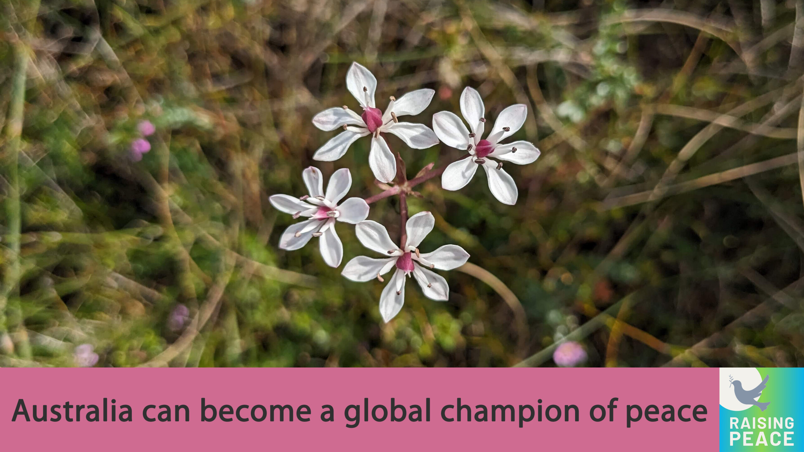 Australian can become a global champion of peace A native Australian flower with the text 'Australia can become a global champion of peace'